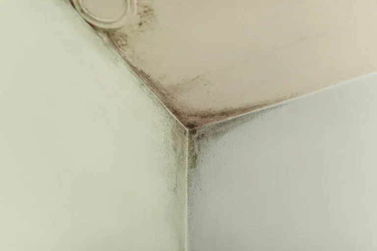 Wall Mould Cleaning Hobart